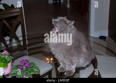 Katze Perser graue Nahaufnahme Stockfoto