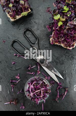 Teil der frisch geschnittenen Kresse auf einem urigen Schiefer Tafel (selektive Fokus, Nahaufnahme) Stockfoto