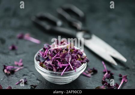 Teil der Ackerschmalwand als detaillierte Nahaufnahme auf einem Schiefer Tafel (selektive Fokus) Stockfoto