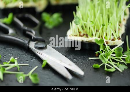 Teil der frisch geschnittenen Kresse (Nahaufnahme; selektive Fokus) Stockfoto