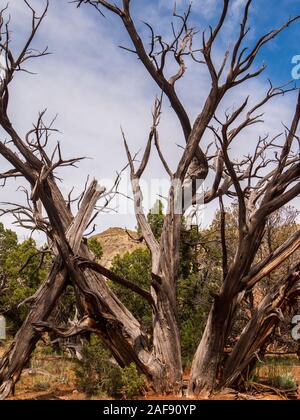 Tot Wacholder, Naturlehrpfad, Kodachrome Basin State Park, Cannonville, Utah. Stockfoto