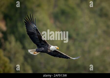 Ein kahler Adler fliegt niedrig zu den Bäumen in der Nähe von Coeur d'Alene, Idaho. Stockfoto