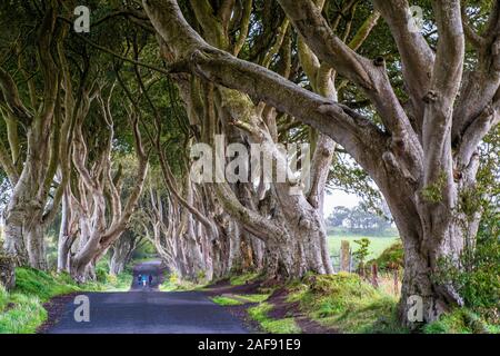 Die dunklen Hecken, ein frequentiertes Avenue von Buchen in Antrim, Nordirland, verwendet als Drehort im Spiel der Throne und Transformatoren Filme Stockfoto