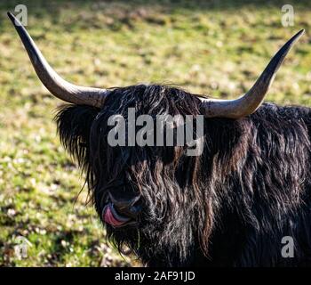 Junge Highland Kuh (auch als hairy Coo bekannt) mit Haar bedeckt Augen auf Glasgow Pollok Park an einem sonnigen Nachmittag. Stockfoto