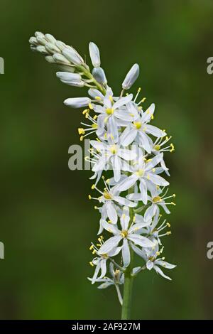 Die blaue Blume savanna und Wald Pflanze benannt wilde Hyazinthe der Arten Camassia barbatus In Liliaceae Familie Stockfoto