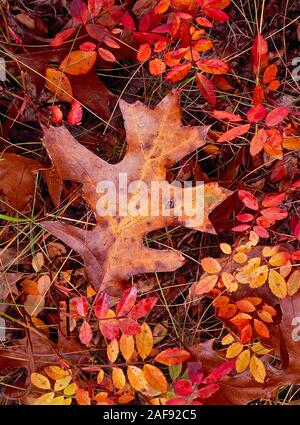 Rot, orange und Gelb Farben des Herbstes schwarz Eiche Blätter (Arten Quercus velutina) und Laub von Weide Rose (Rosa Carolina) in den sand Savanne. Stockfoto