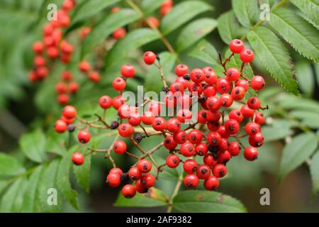 Sorbus commixta. Japanische rowan Darstellung von markanten roten Beeren n Anfang Herbst. Großbritannien Stockfoto