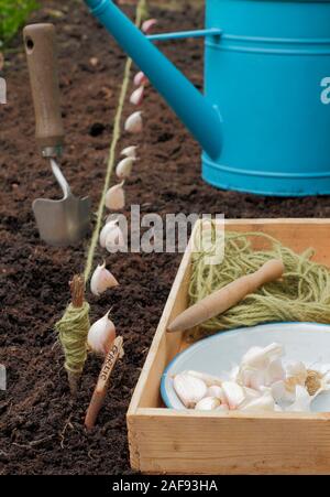 Allium sativum' Lautrec Wight'. Bepflanzung Knoblauchzehen in einer angehobenen Bett im im Herbst. Großbritannien Stockfoto