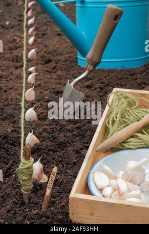 Allium sativum' Lautrec Wight'. Bepflanzung Knoblauchzehen in einer angehobenen Bett im im Herbst. Großbritannien Stockfoto