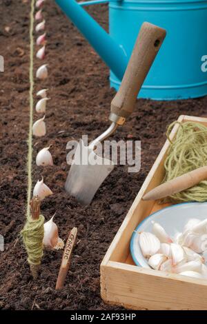 Allium sativum' Lautrec Wight'. Bepflanzung Knoblauchzehen in einer angehobenen Bett im im Herbst. Großbritannien Stockfoto