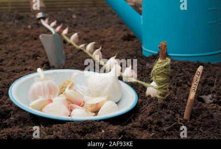 Allium sativum' Lautrec Wight'. Bepflanzung Knoblauchzehen in einer angehobenen Bett im im Herbst. Großbritannien Stockfoto