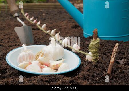 Allium sativum' Lautrec Wight'. Bepflanzung Knoblauchzehen in einer angehobenen Bett im im Herbst. Großbritannien Stockfoto