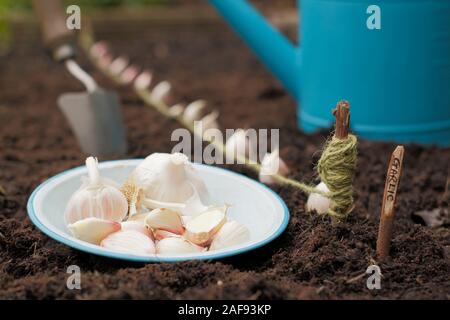 Allium sativum' Lautrec Wight'. Bepflanzung Knoblauchzehen in einer angehobenen Bett im im Herbst. Großbritannien Stockfoto