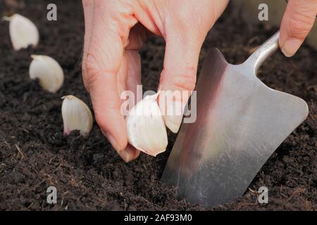 Allium sativum' Lautrec Wight'. Bepflanzung Knoblauchzehen in einer angehobenen Bett im im Herbst. Großbritannien Stockfoto
