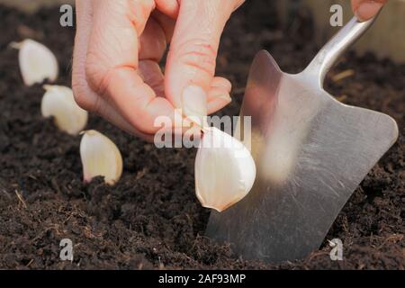 Allium sativum' Lautrec Wight'. Bepflanzung Knoblauchzehen in einer angehobenen Bett im im Herbst. Großbritannien Stockfoto