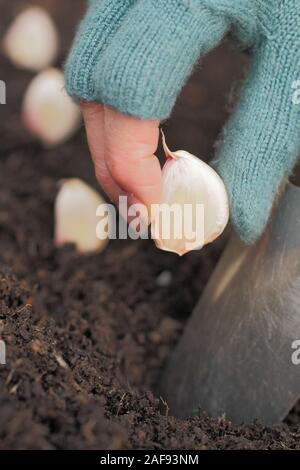 Allium sativum' Lautrec Wight'. Bepflanzung Knoblauchzehen in einem Hinterhof Garten im Herbst. Großbritannien Stockfoto