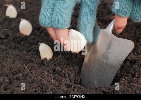 Allium sativum' Lautrec Wight'. Bepflanzung Knoblauchzehen in einer angehobenen Bett im im Herbst. Großbritannien Stockfoto