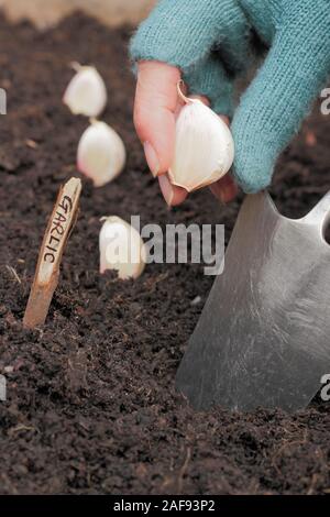 Allium sativum' Lautrec Wight'. Bepflanzung Knoblauchzehen in einer angehobenen Bett im im Herbst. Großbritannien Stockfoto