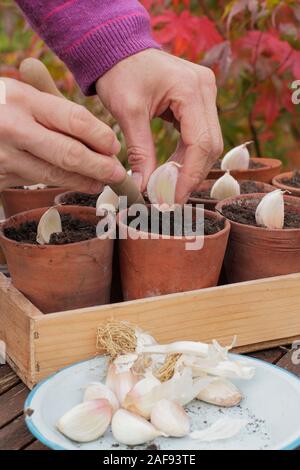 Pflanzen von Allium sativum "Lautrec Wight" Hardhals-Knoblauch. Knoblauchzehen werden im Herbst in Tontöpfen gesät. Kunststofffreie Gartenarbeit. GROSSBRITANNIEN Stockfoto