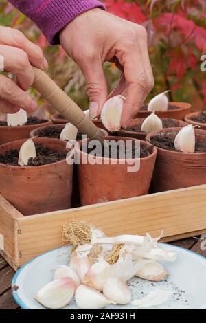 Allium sativum' Lautrec Wight' hardneck Knoblauch. Aussaat Knoblauchzehen in Tontöpfen im Herbst. Kunststoff freien im Garten. Großbritannien Stockfoto