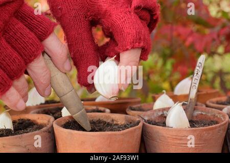 Pflanzen von Allium sativum "Lautrec Wight" Hardhals-Knoblauch. Knoblauchzehen werden im Herbst in Tontöpfen gesät. Kunststofffreie Gartenarbeit. GROSSBRITANNIEN Stockfoto