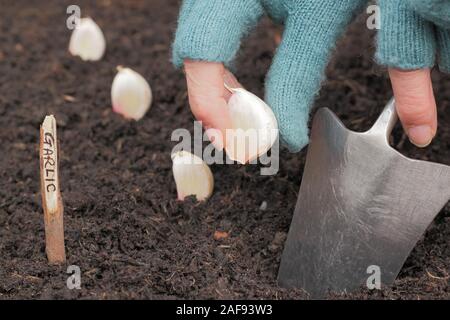 Allium sativum' Lautrec Wight'. Bepflanzung Knoblauchzehen in einer angehobenen Bett im im Herbst. Großbritannien Stockfoto