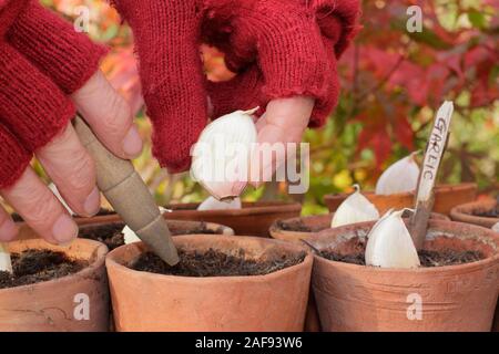 Pflanzen von Allium sativum "Lautrec Wight" Hardhals-Knoblauch. Knoblauchzehen werden im Herbst in Tontöpfen gesät. Kunststofffreie Gartenarbeit. GROSSBRITANNIEN Stockfoto