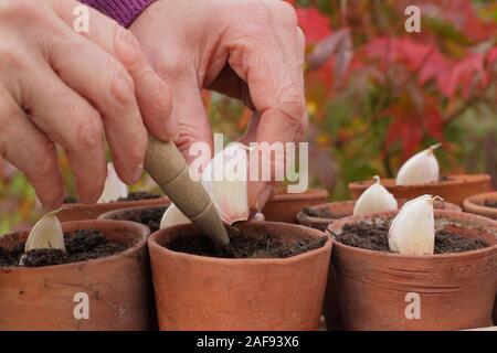Allium sativum' Lautrec Wight' hardneck Knoblauch. Aussaat Knoblauchzehen in Tontöpfen im Herbst. Kunststoff freien im Garten. Großbritannien Stockfoto