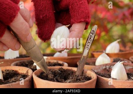 Allium sativum' Lautrec Wight' hardneck Knoblauch. Aussaat Knoblauchzehen in Tontöpfen im Herbst. Kunststoff freien im Garten. Großbritannien Stockfoto