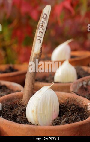 Allium sativum' Lautrec Wight' hardneck Knoblauch. Aussaat Knoblauchzehen in Tontöpfen Herbst. Kunststoff freien im Garten. Großbritannien Stockfoto