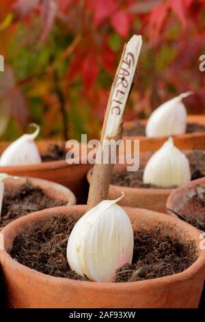 Allium sativum' Lautrec Wight' hardneck Knoblauch. Aussaat Knoblauchzehen in Tontöpfen Herbst. Kunststoff freien im Garten. Großbritannien Stockfoto