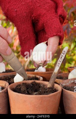 Allium sativum' Lautrec Wight' hardneck Knoblauch. Aussaat Knoblauchzehen in Tontöpfen im Herbst. Kunststoff freien im Garten. Großbritannien Stockfoto