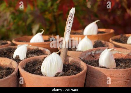 Allium sativum' Lautrec Wight' hardneck Knoblauch. Aussaat Knoblauchzehen in Tontöpfen Herbst. Kunststoff freien im Garten. Großbritannien Stockfoto