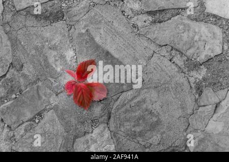 Rot auf Schwarz und Weiß. Gefallen rote Blätter an einem gebrochenen Pflaster. Herbst Hintergrund. Stockfoto