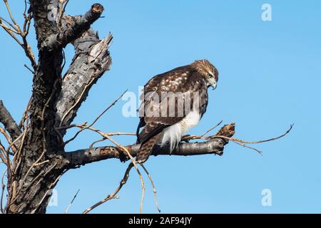 Juvenile Red-tailed Hawk beobachtete aus Barsch Stockfoto