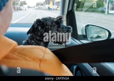 Schwarz Klein scnhauzer Hund genießen Sie eine Fahrt mit dem Auto Stockfoto