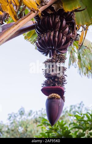 Tansania Karatu. Rote Bananen wachsen auf der Banane Pflanze, Acacia Farm Lodge. Stockfoto