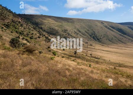 Tansania. Obere innere Rand des Ngorongoro Kraters. Stockfoto