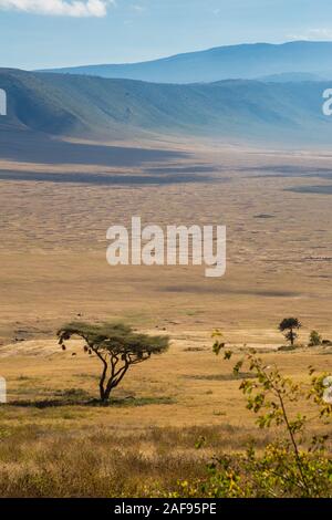 Tansania. Ngorongoro Krater. Akazie mit Vögeln' Nester, Kraterboden und gegenüber Rim in Distanz. Stockfoto