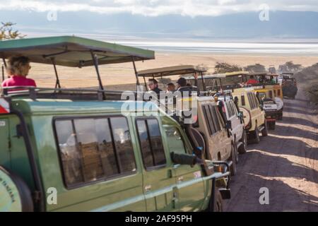 Tansania. Ngorongoro Krater, Fahrzeuge bis zu sehen Lion gesäumt, neben der Straße. Stockfoto