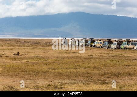 Tansania. Ngorongoro Krater, touristische Game Drive Fahrzeuge angetreten, einen Löwen zu sehen. Stockfoto