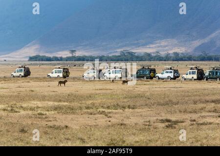 Tansania. Ngorongoro Krater, touristische Fahrzeuge bis zu drei Löwen gefüttert. Stockfoto