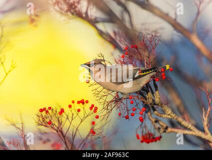 Eine Bohemian waxwing Fütterung auf Rowan Tree Beeren vor einem Supermarkt Parkplatz im Hessle, in der Nähe von Hull, East Yorkshire Stockfoto