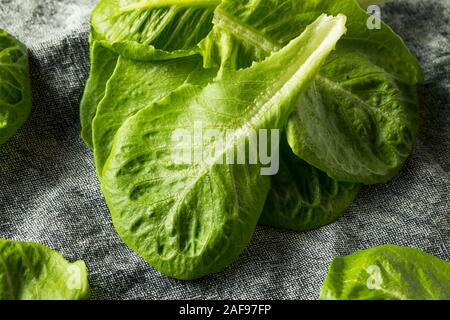 Raw Green Organic Romaine Blätter bereit zu Essen Stockfoto