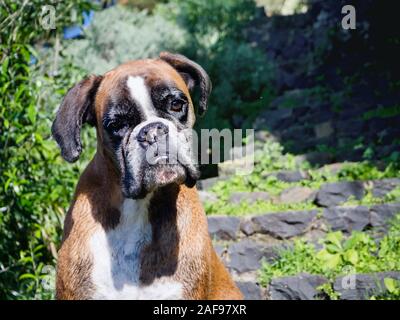 Ein erwachsener Hund der Rasse "Boxer" in der Vorderansicht in der freien Natur vor der grünen Sträuchern. Er schaut direkt in die Kamera. Stockfoto