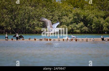 Eine Gruppe der Vögel stehen auf einem Sandstrand im saloum Lagune, Senegal. Es ist ein Wildlife Foto von Enten, Möwen und Flying Pelican. Es ist ein Vogel Stockfoto