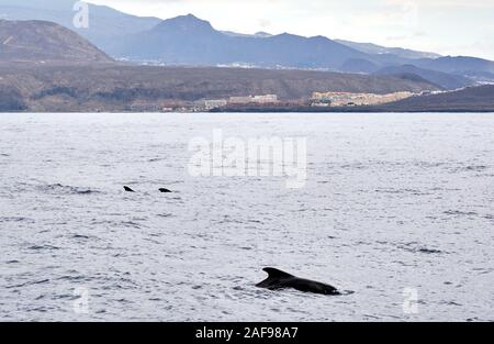 Long-finned Pilot whale in Gewässern des Mittelmeers. Insel Teneriffa, Kanarische Inseln, Spanien Stockfoto