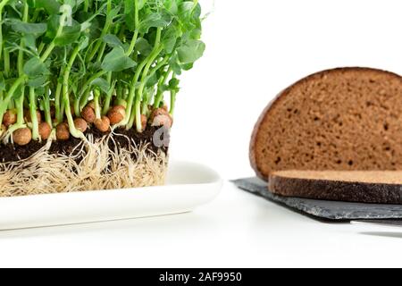 Wachsende Erbse Sprossen in schwarzer Erde. Gesunde Ernährung, Vegetarische Konzept Stockfoto