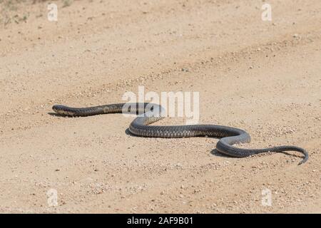 Wald Cobra Kreuzung Straße in Kruger National Park Stockfoto