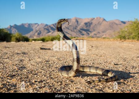 Kunene Schild Cobra
